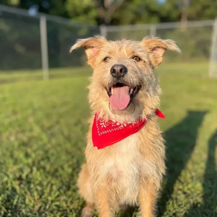 A scruffy tan terrier wearing a red bandana outside after adoption